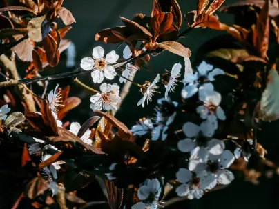 קינקו קזינו אפליקציה לנייד